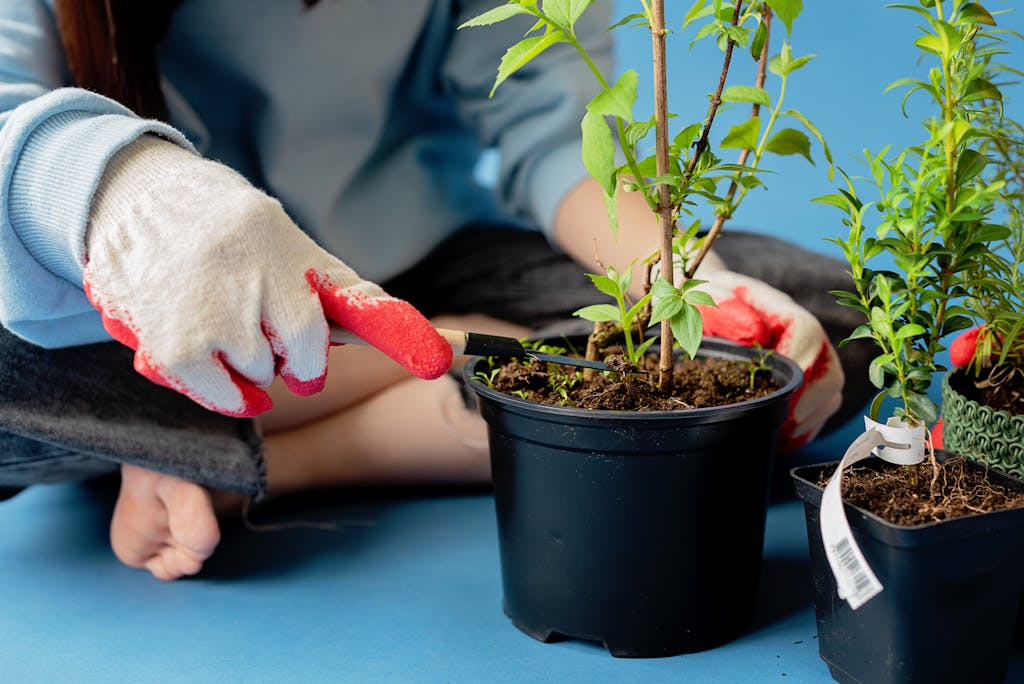 Person wearing gloves is trimming a potted plant indoors, showcasing a gardening hobby.